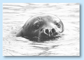 foca.gif (43201 bytes)