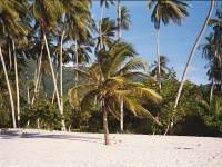 Palmera.jpg (8547 bytes)
